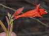 image of Epilobium californica