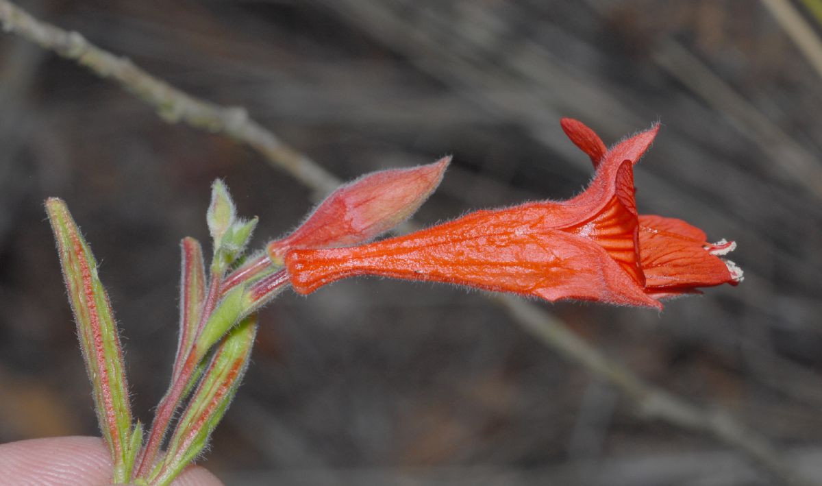 Onagraceae Epilobium californica