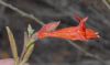 image of Epilobium californica