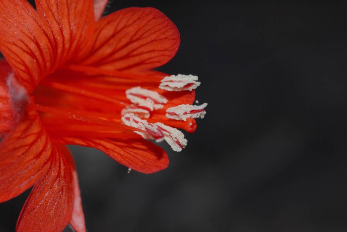 Onagraceae Epilobium californica
