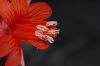 image of Epilobium californica