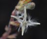image of Epilobium californica