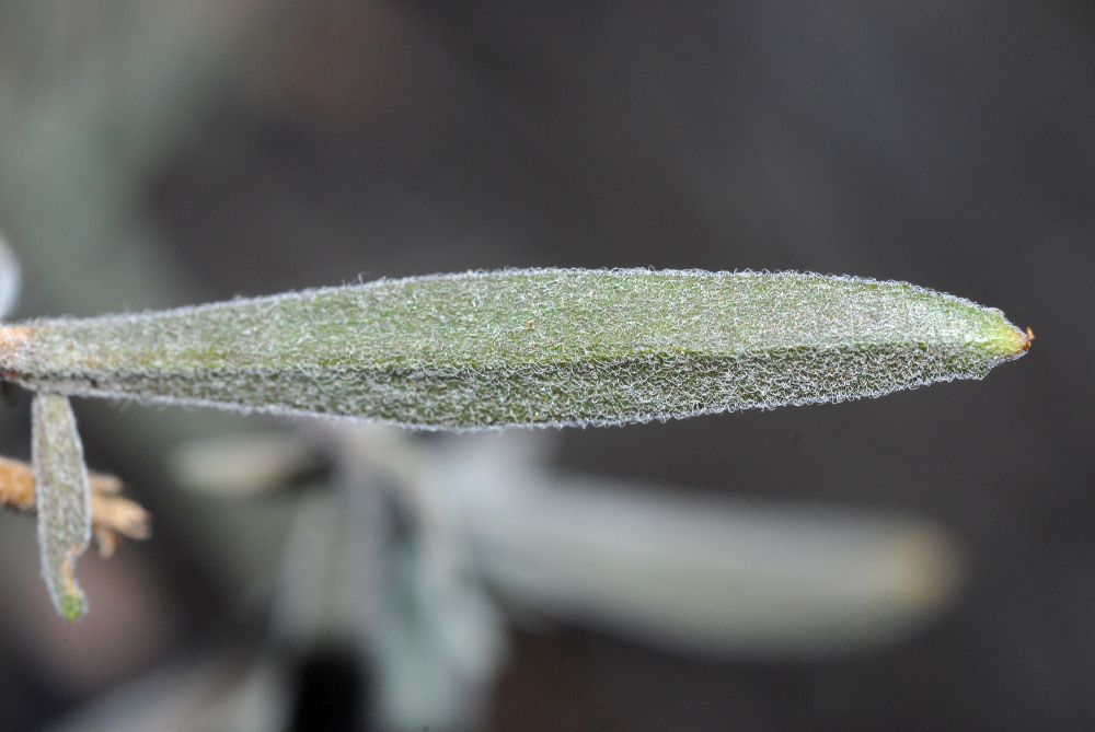 Onagraceae Epilobium californica