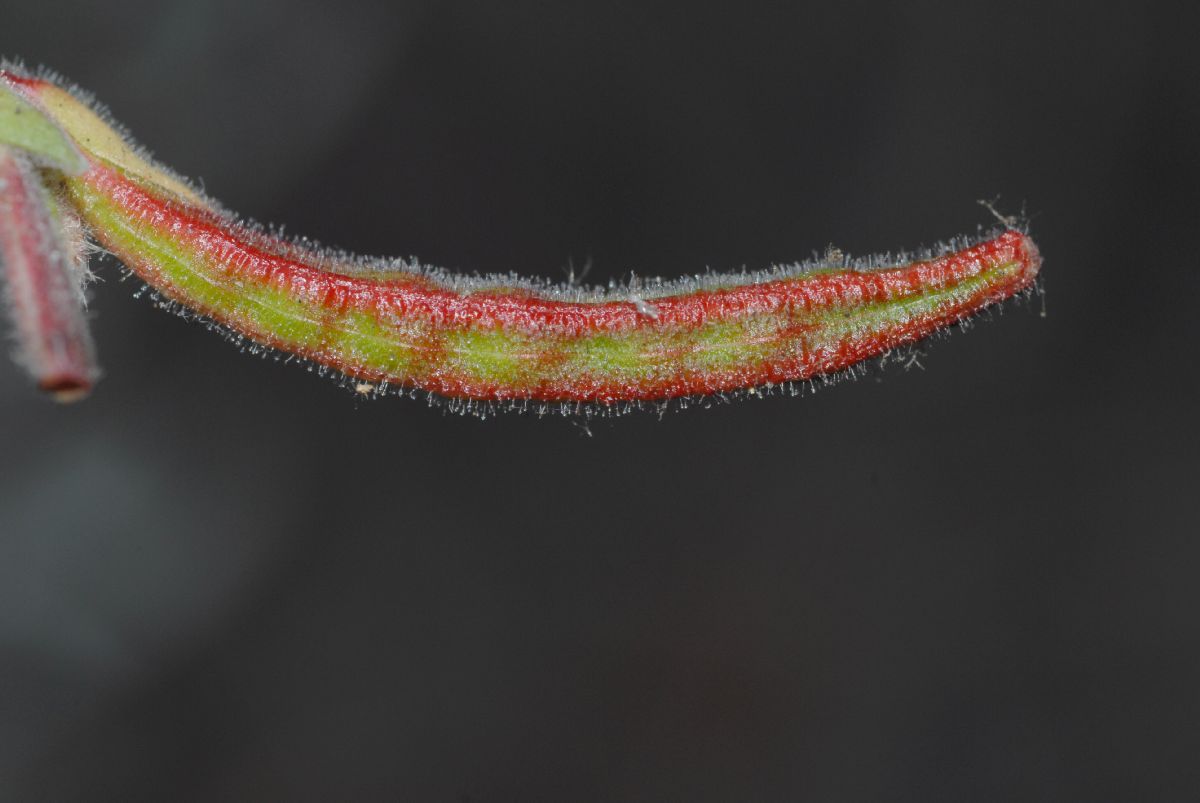 Onagraceae Epilobium californica