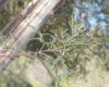 image of Lyonothamnus floribundus