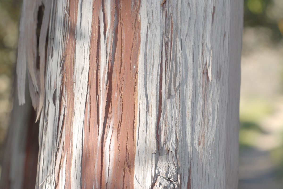 Rosaceae Lyonothamnus floribundus