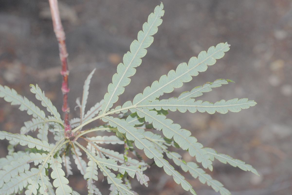 Rosaceae Lyonothamnus floribundus