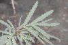 image of Lyonothamnus floribundus