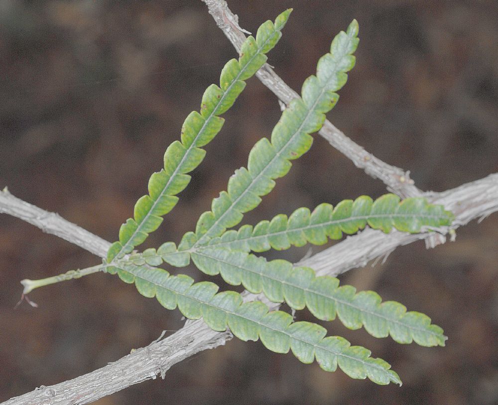 Rosaceae Lyonothamnus floribundus