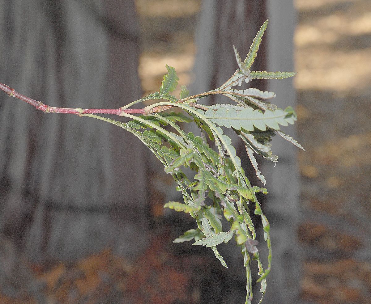 Rosaceae Lyonothamnus floribundus