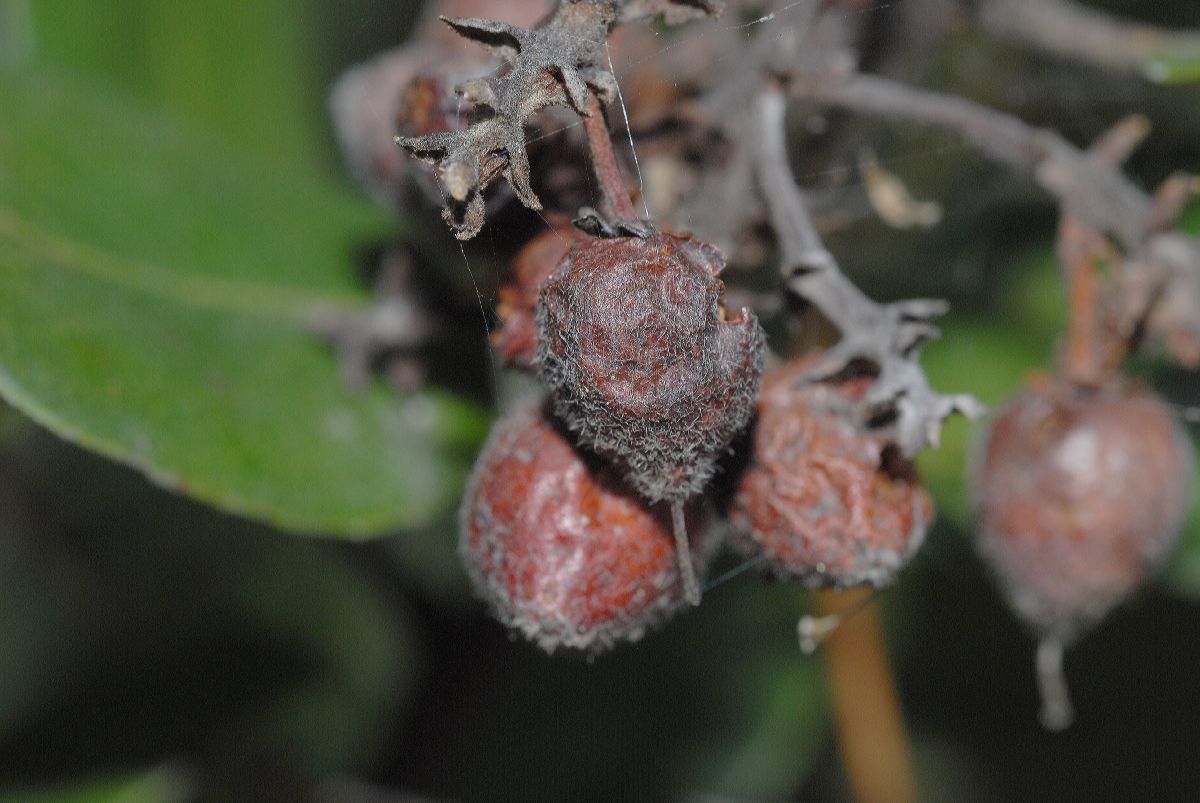Ericaceae Arctostaphylos tomentosa