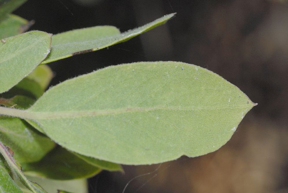 Ericaceae Arctostaphylos tomentosa