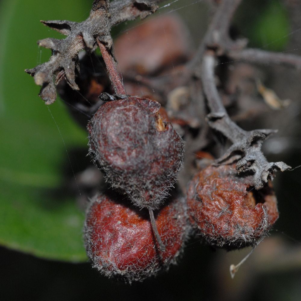 Ericaceae Arctostaphylos tomentosa