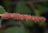 image of Acalypha californica