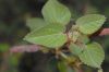 image of Acalypha californica