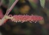 image of Acalypha californica