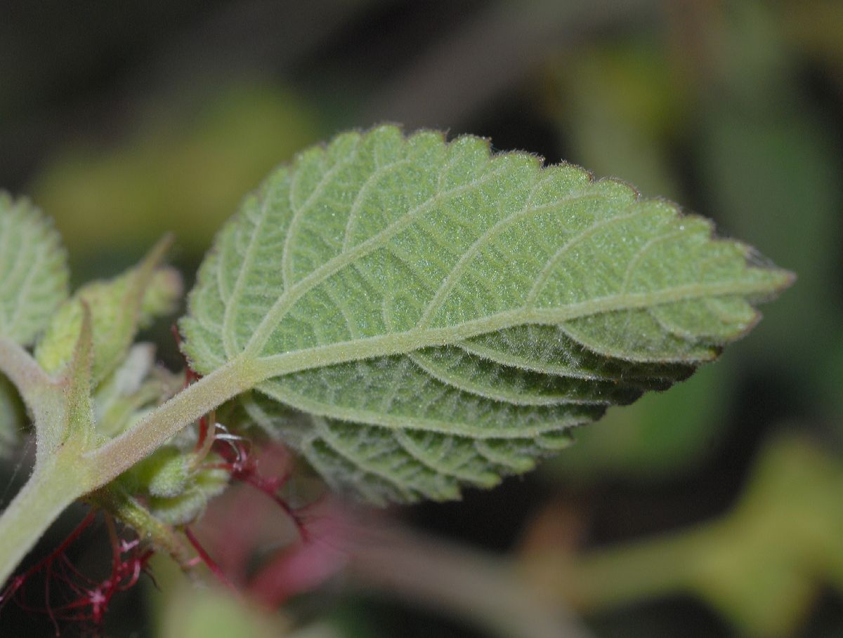 Euphorbiaceae Acalypha californica