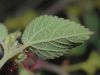 image of Acalypha californica