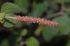 image of Acalypha californica
