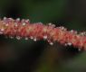 image of Acalypha californica