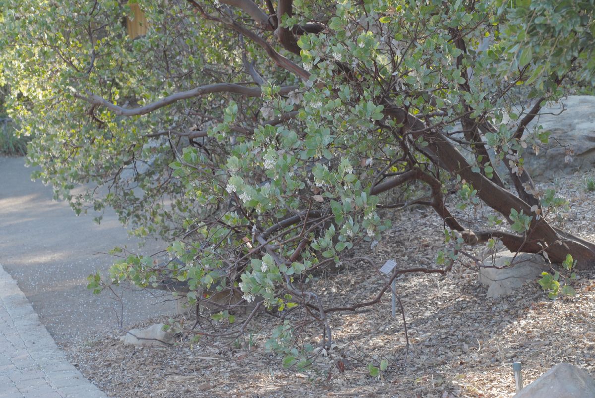 Ericaceae Arctostaphylos glauca