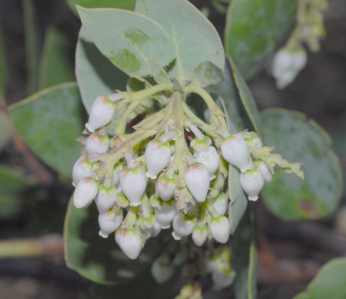 Ericaceae Arctostaphylos glauca
