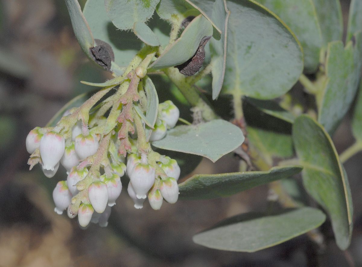 Ericaceae Arctostaphylos glauca