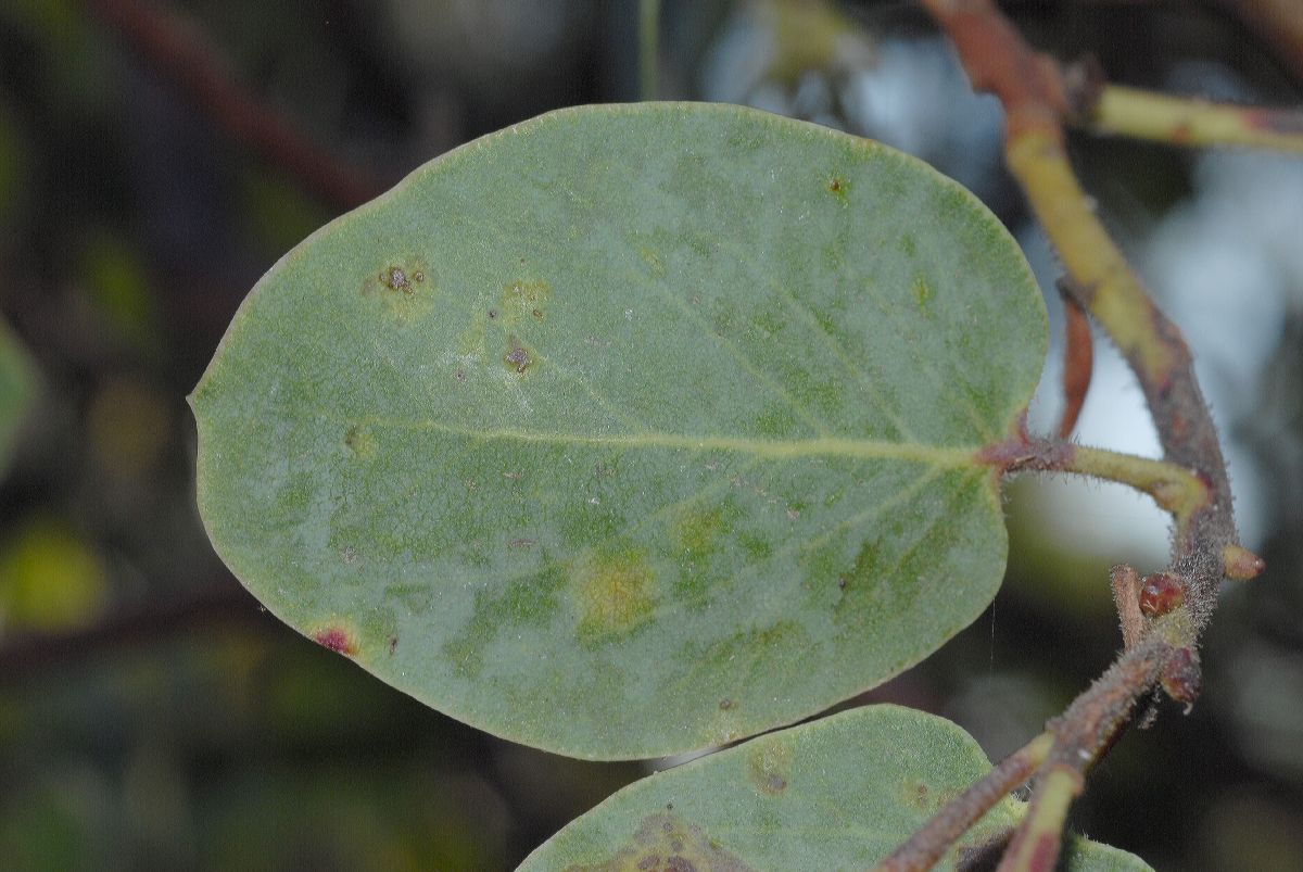 Ericaceae Arctostaphylos glauca