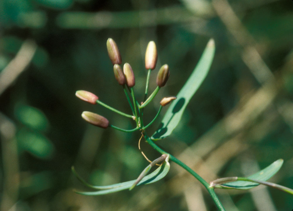 Asparagaceae Eustrephus latifolius