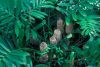 image of Zamia furfuracea