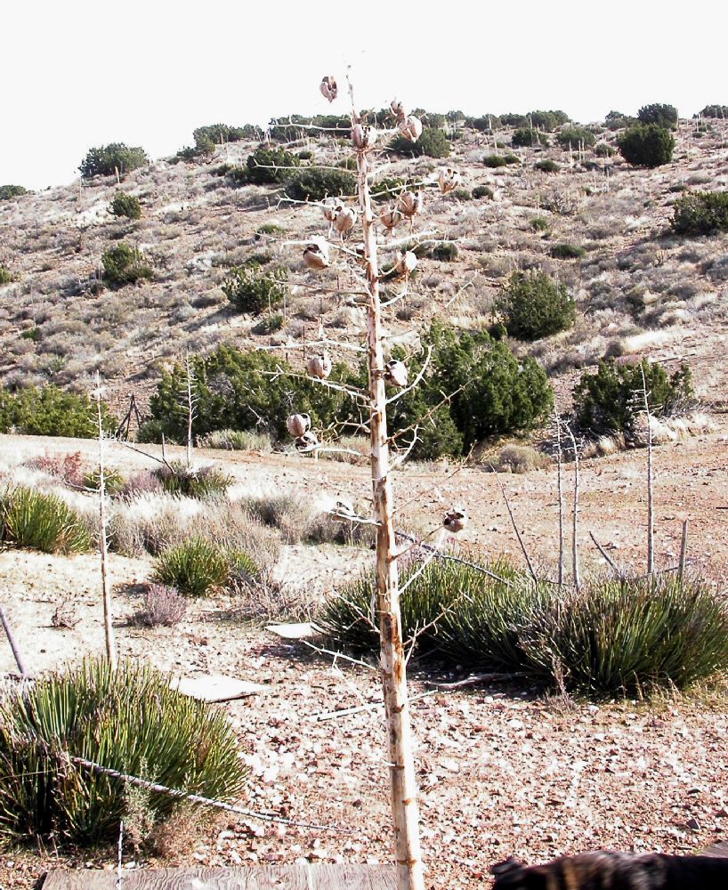 Asparagaceae Yucca whipplei