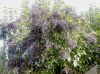 image of Ligustrum lucidum