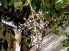 image of Ligustrum lucidum