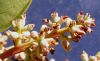 image of Ligustrum lucidum