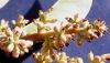 image of Ligustrum lucidum