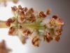 image of Ligustrum lucidum