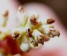 image of Ligustrum lucidum