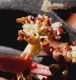 image of Ligustrum lucidum