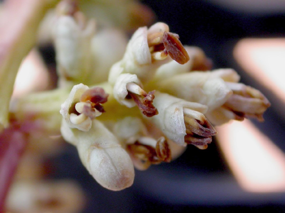 Oleaceae Ligustrum lucidum