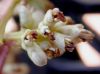image of Ligustrum lucidum