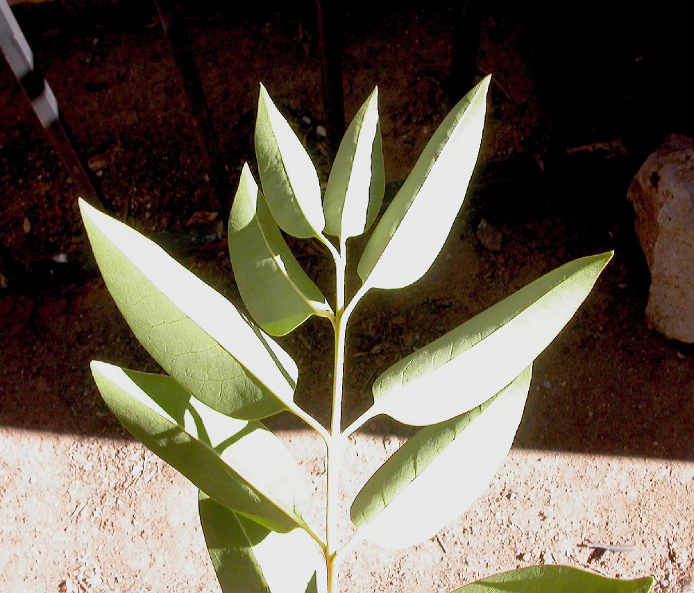 Oleaceae Ligustrum lucidum