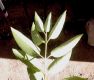 image of Ligustrum lucidum