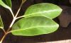 image of Ligustrum lucidum
