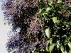 image of Ligustrum lucidum