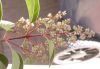 image of Ligustrum lucidum