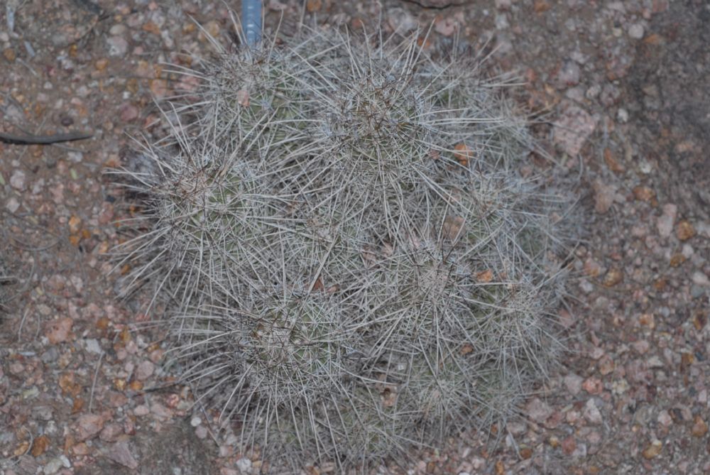 Cactaceae Cochemiea setispina