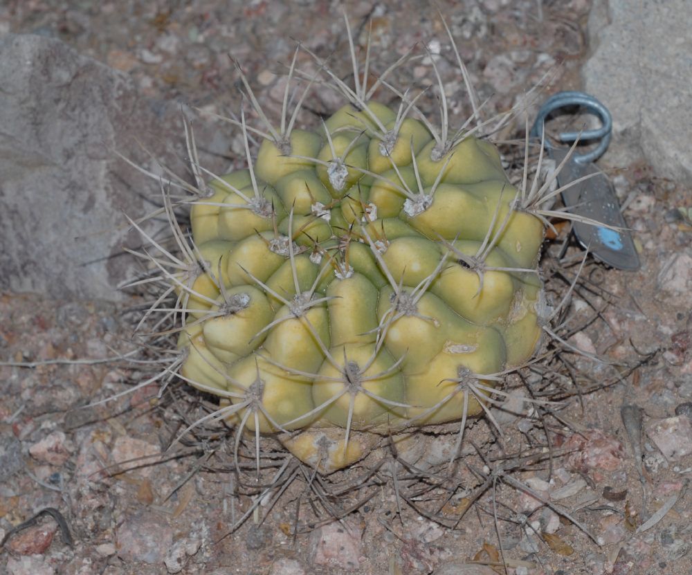Cactaceae Gymnocalycium marsoneri