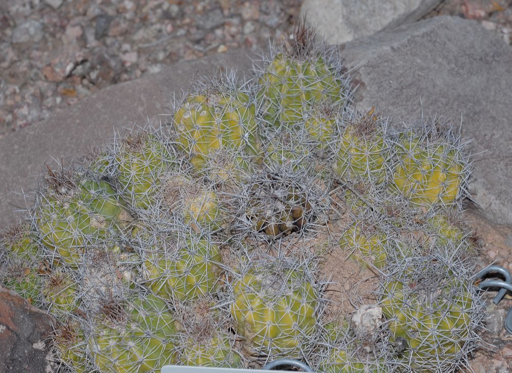 Cactaceae Parodia columnaris