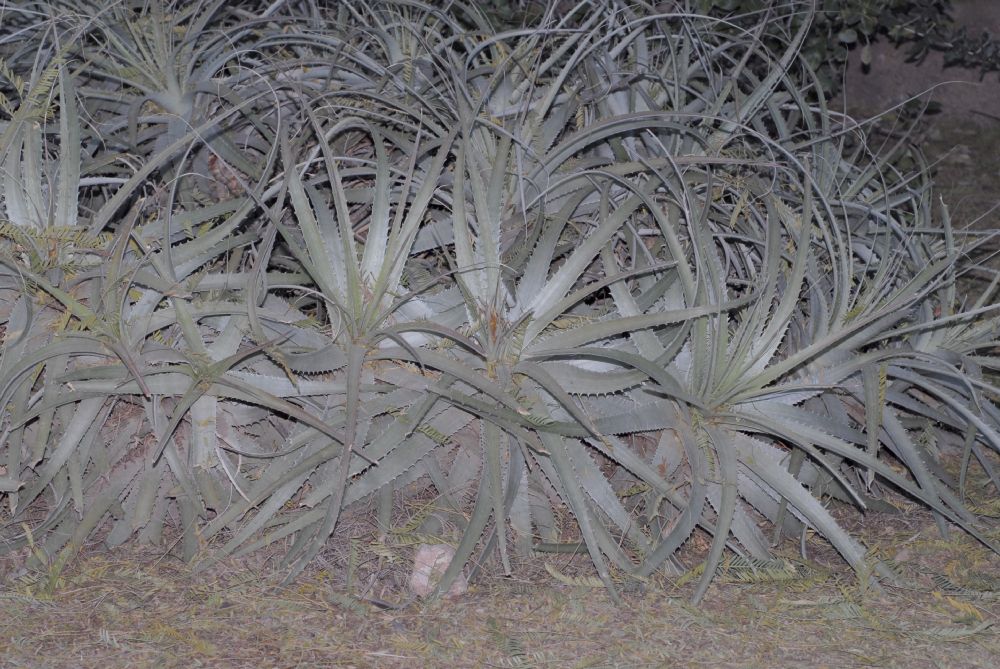 Bromeliaceae Deuterocohnia longipetala