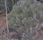 image of Euphorbia officinarum